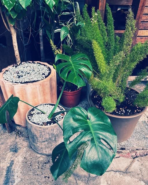 Coffee Lab 泰國 清萊府 大象山